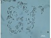 Photo of Phaeocystis sp.